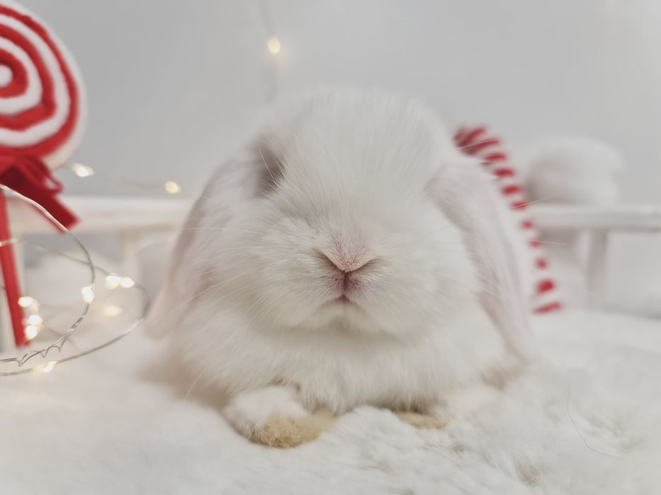 Mini lop królik króliczek miniaturka hodowla transport