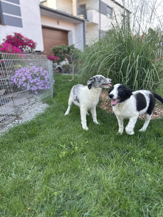 Piesek czarno bialy border collie
