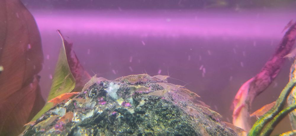 Krewetki mix kolorów