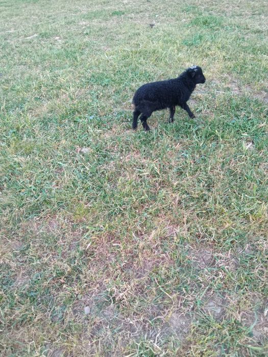 Macho anã puro
O Último desta criação, para criar a biberon ou reservar para depois dos dois meses.
Agora está com 6 semanas
Fazemos entregas na zon