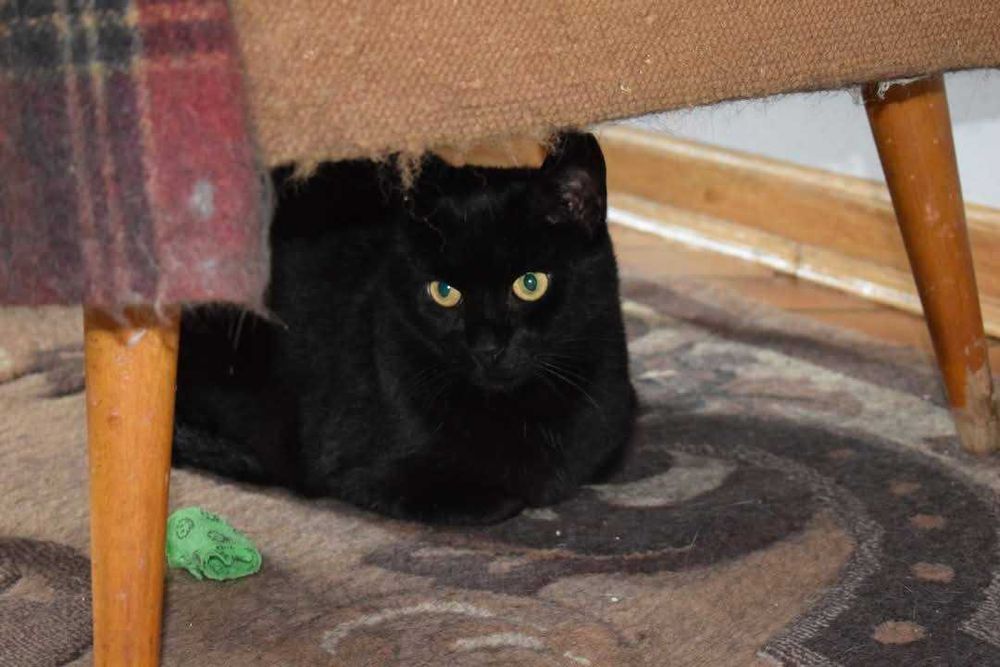 James Bond - adoptuj agenta specjalnego