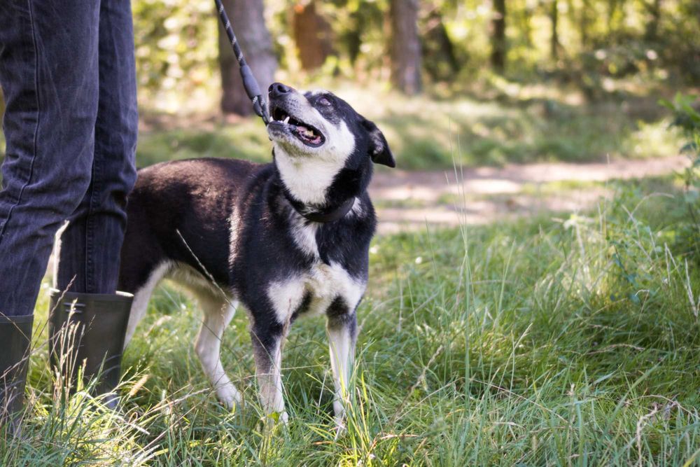 8 letnia Ksenia do adopcji!