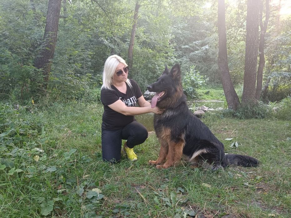 Німці ДШ цуценята