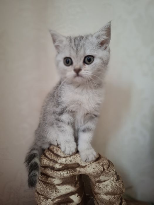 Шотландські кошенятка