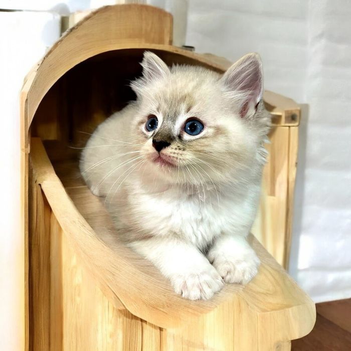 Ragdoll kocurki i kotki  Wystawowo-Hodowlany  FPL