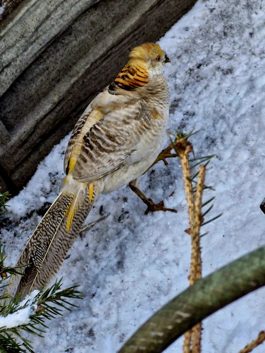 Bażanty koguty bananowe  sprzedam.
