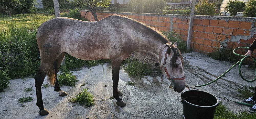 Lusitano 5 anos inteiro