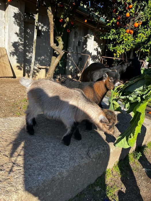 Casal de cabras anas