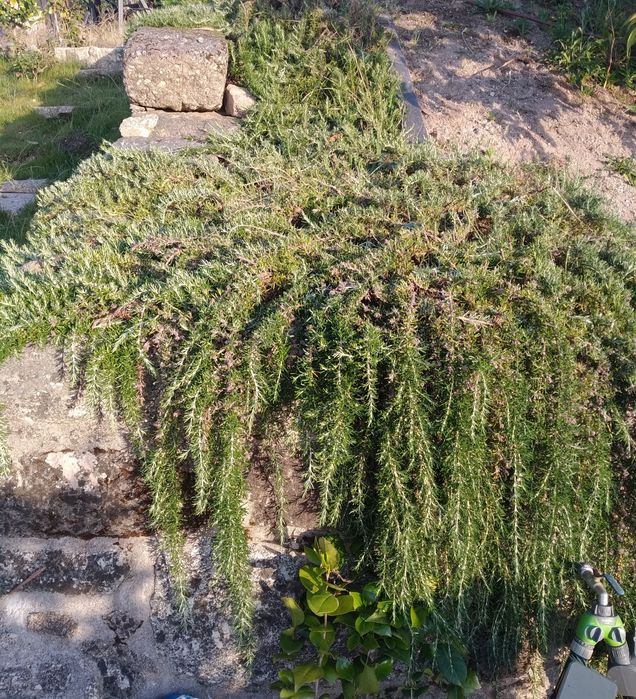 Alecrim biologico rastejante e normal