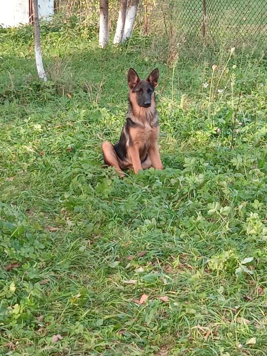Продам німецьку вівчарку,дівчинку.