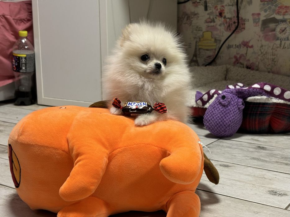 Дівчинка мікро помка