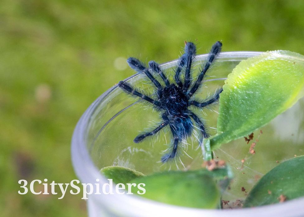 Caribena versicolor L3/4 (3CitySpiders)