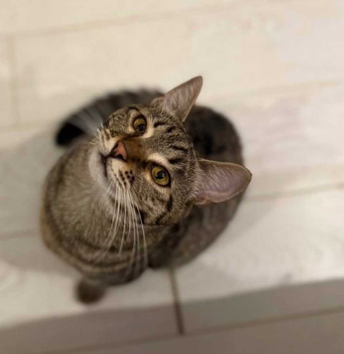 молодий кіт ,любить бавитись і муркотіти, ніжний і красивий