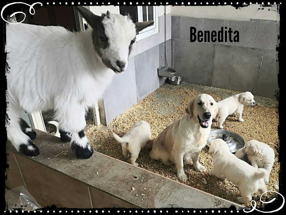 cabrinhas micro anãs