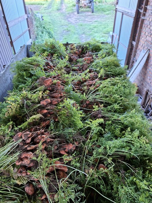 В продажі морква