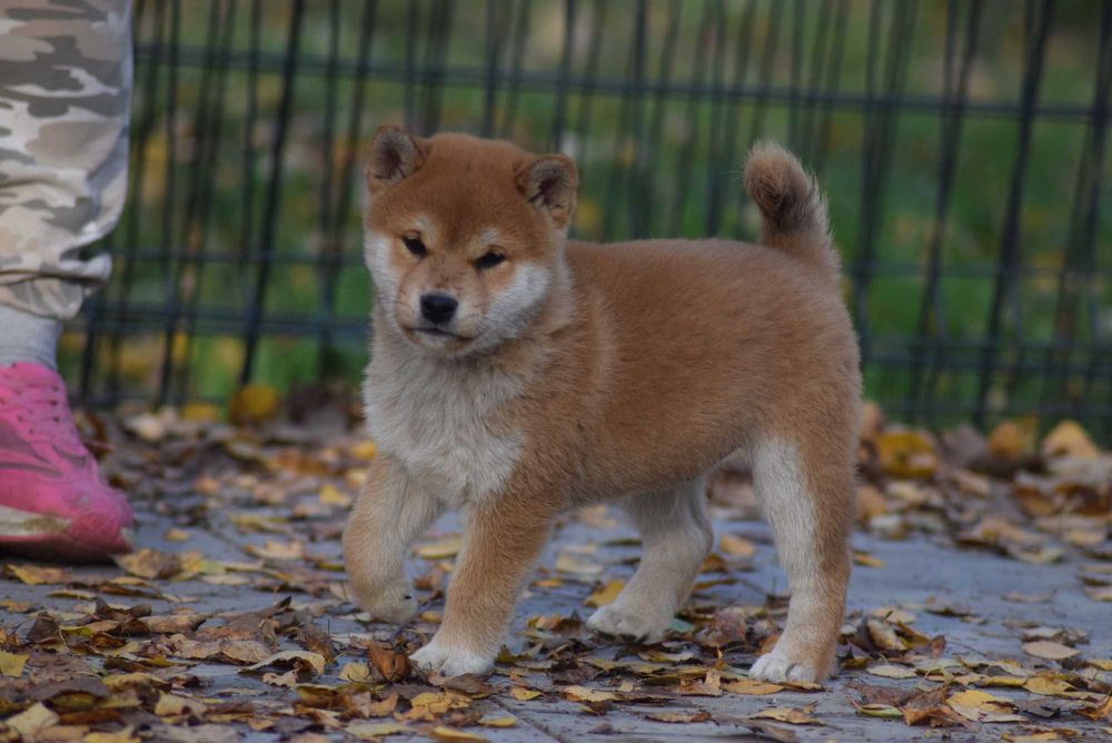 Super piesek shiba z doskonałym rodowodem ZKwP FCI