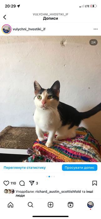 Чорно біла киця стериоізована