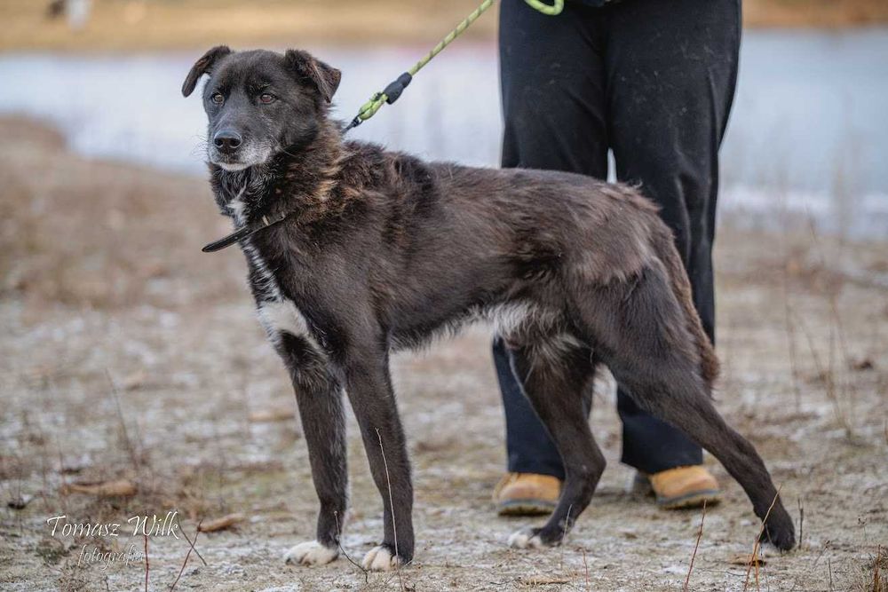 Daj seniorowi Robinowi kochający dom