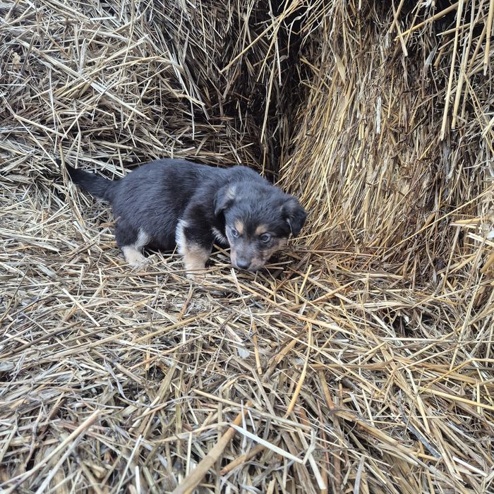 Oddam samca w dobre ręce