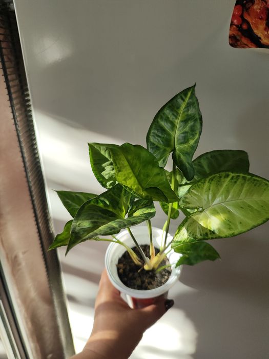 Продам Сингониум