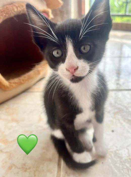 4 gatinhos disponíveis em junho