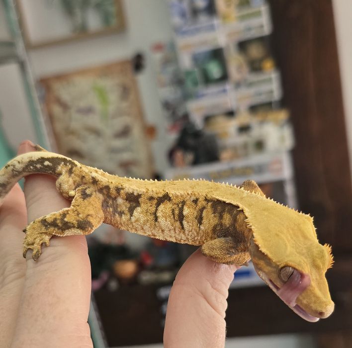 Zamienię gekony orzesione