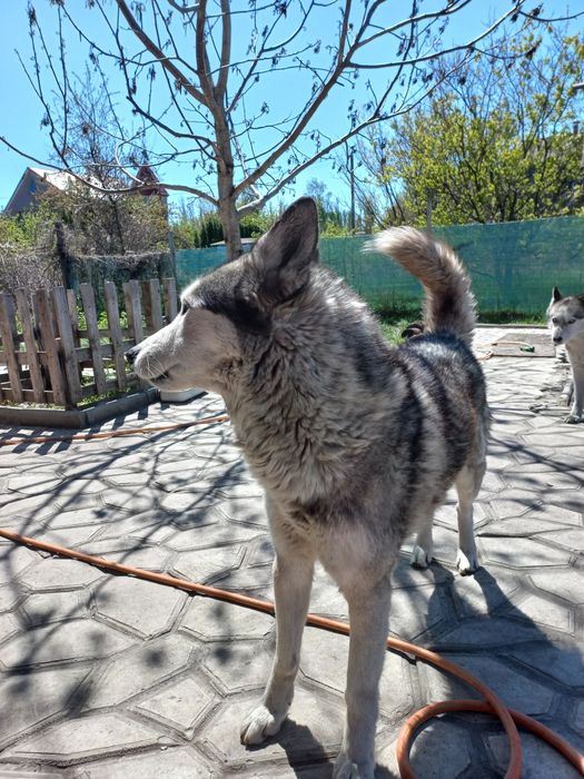 Хаски вязка. Чекаємо