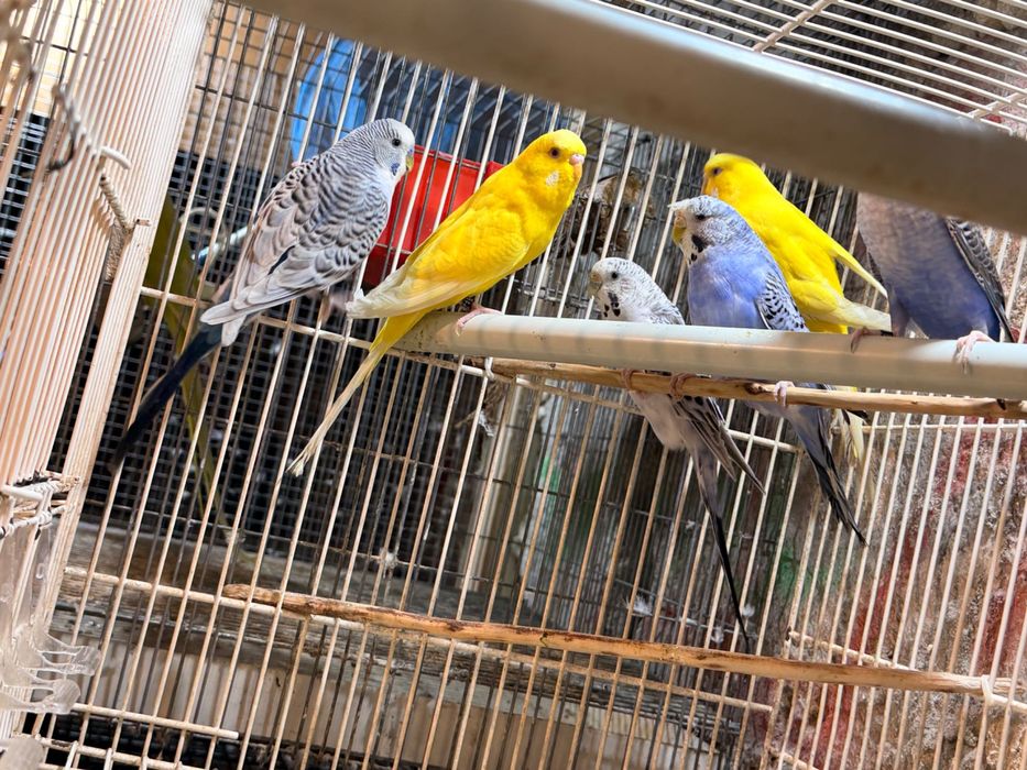 Aves novos 2026