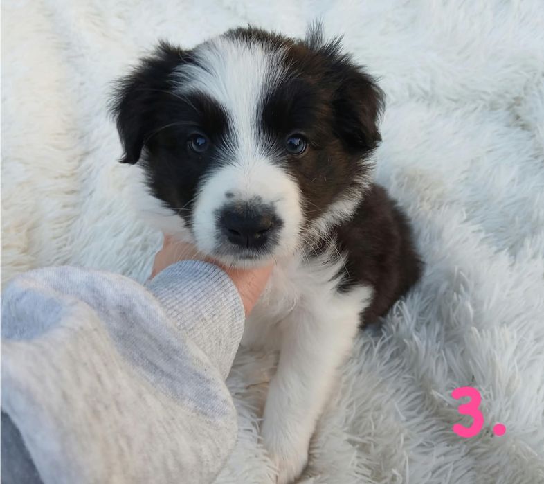 Śliczne Pieski Border Collie