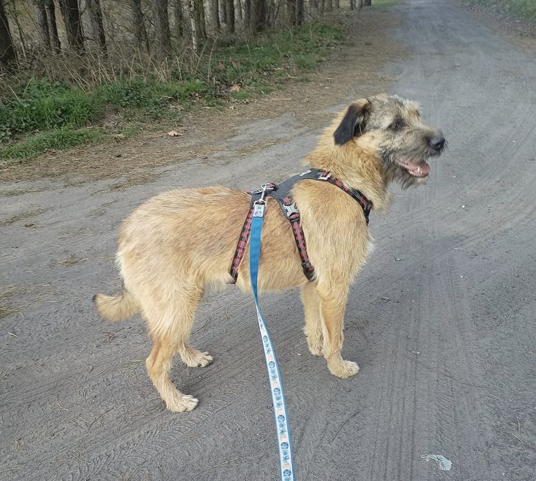 Roczna Dosia do adopcji