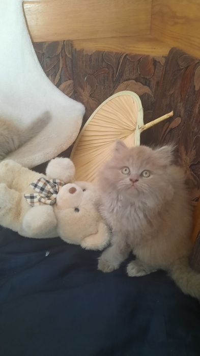 Кошенята британці хайленд
