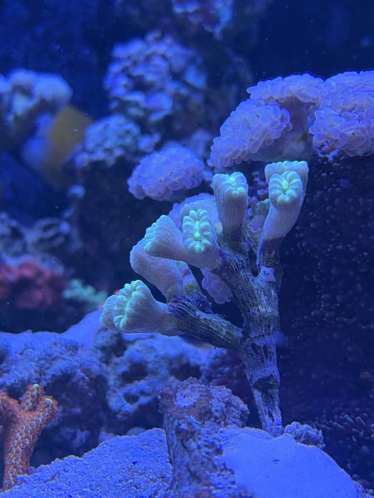 Caulastrea fluo i mint