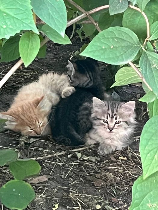 Котята на улице, максима залізняка 91,4 під'їзд, і біля 89 будинку 2 рижих малих, но стоит поторопиться, пытаются травить котов в округе уроды моральн