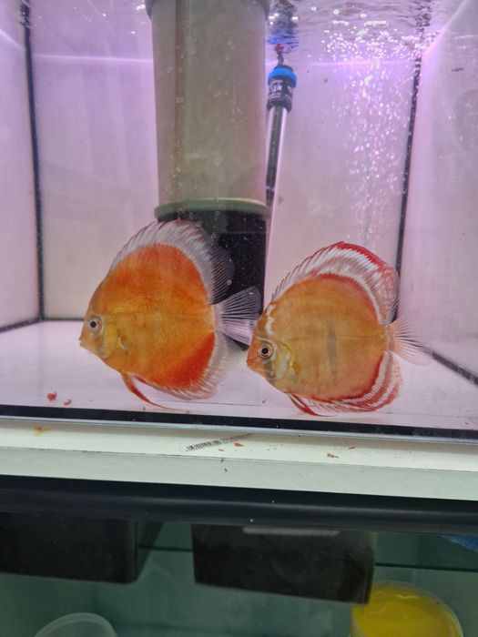 Discus Cuipeua Ica