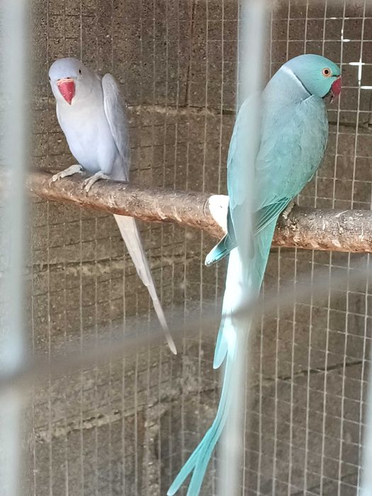 Casal de ring neck para desocupar
