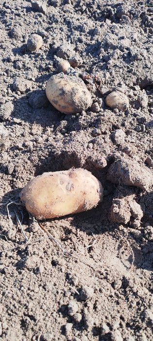 Pyszne ziemniaki do obiadu uprawa z ekologicznych rejonów