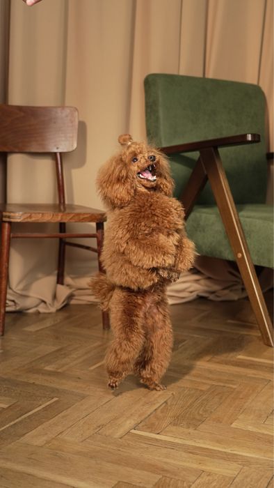 Продаються цуценята Той пуделя