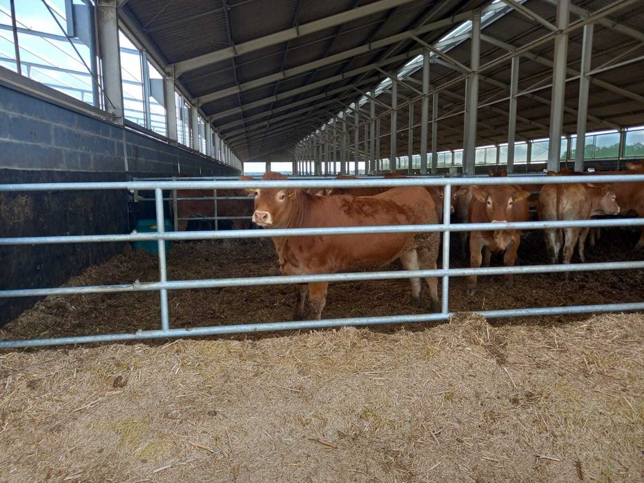 DRABINA SKOSNA dla bydła mocna masywna bydło mięsne