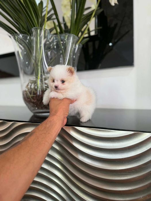 Spitz Alemão Anão e/ou Lulu da Pomerânia  FEMEA BRANCA E IZABELLA   com  LOP e AFIXO