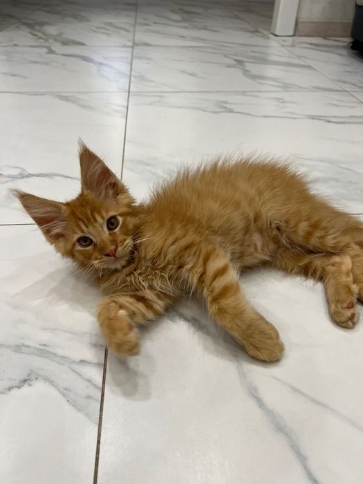 Мейн-кун хлопчик