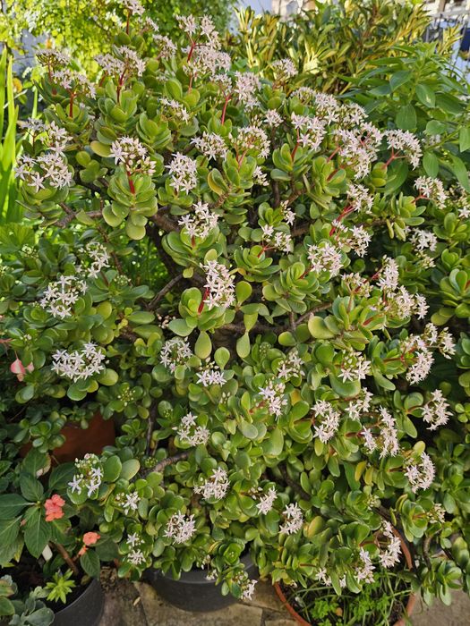 Planta Jade (15 anos)