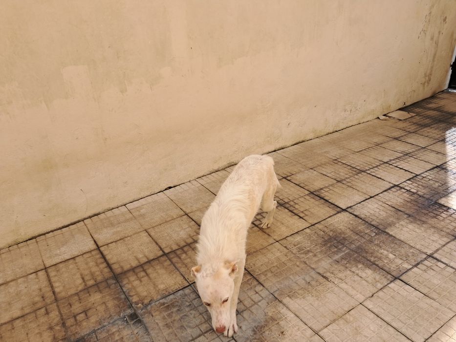 Dá-se cachorro muito meigo