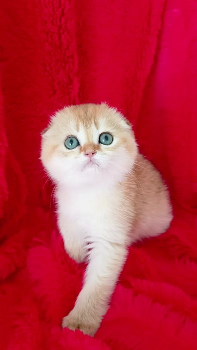 Класснючая вислоухая девочка золотая шиншилла