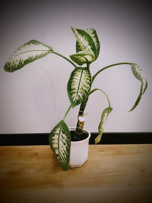 Okazała Diffenbachia (57cm) w ozdobnej doniczce