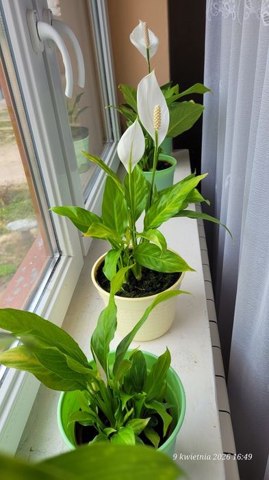 Skrzydłokwiat kwitnący tani