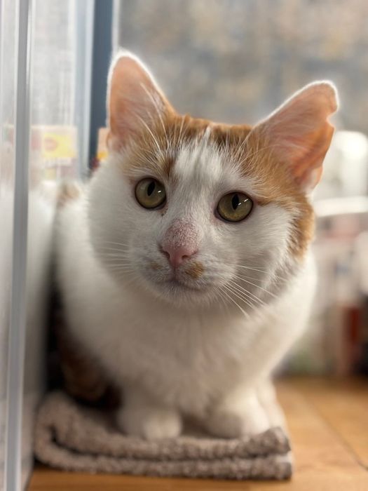 Uroczy Maślaczek szuka domu!