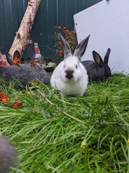 Кролики "полтпвське срібло"