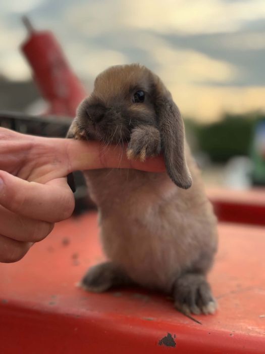Króliczki Mini lop