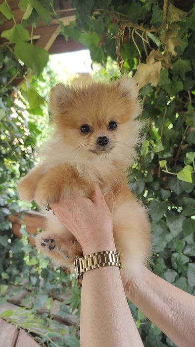 Pomeranian rozm XS Szpic Miniaturowy ZKwP/FCI
