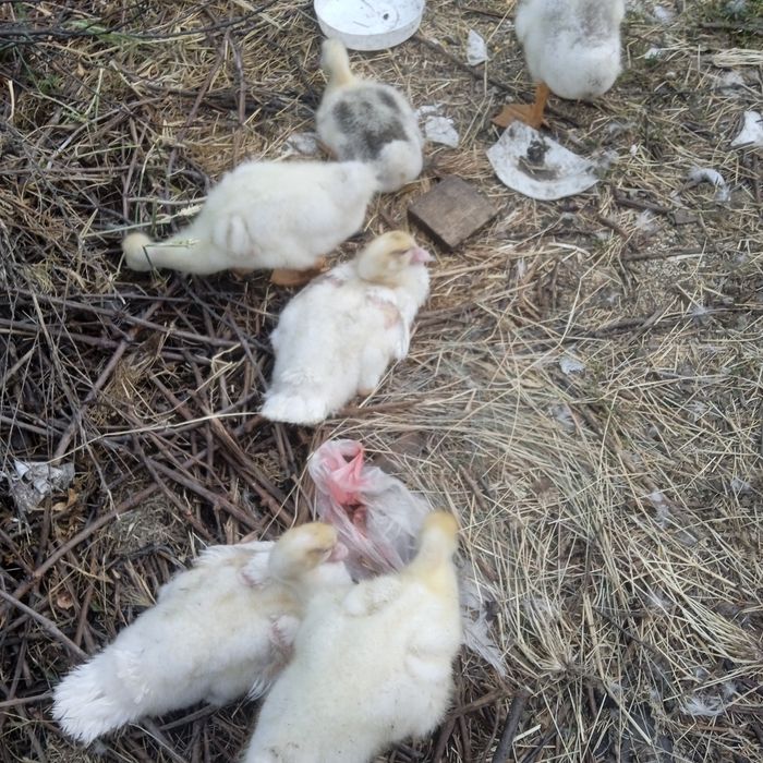 Гуси, качки шипуни